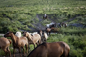 Estancia Prints: Gaucho with horses at Estancia Los Potreros, Cordoba Province, Argentina, South America