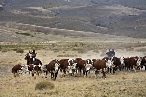 Working Animals Prints: Gauchos with cattle at the Huechahue Estancia, Patagonia, Argentina, South America