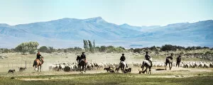 Large Group Of Animals Gallery: Gauchos riding horses to round up sheep, El Chalten, Patagonia, Argentina, South America