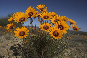 Outerwear Prints: Gazanias in Namaqua National Park