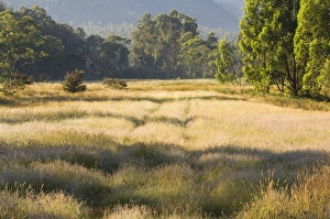 Geehi Prints: Geehi, Kosciuszko National Park, New South Wales, Australia, Pacific