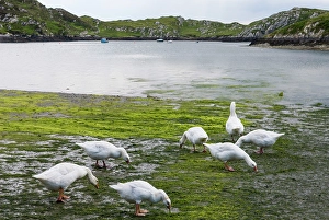 County Prints: Geese, Inishbofin island, Connemara, County Galway, Connacht, Republic of Ireland