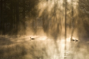 Geese Prints: Geese on misty lake at dawn, Crosswater, Surrey, England, United Kingdom, Europe