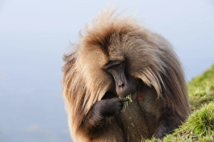Amhara Region Prints: Gelada baboon (Theropithecus Gelada)