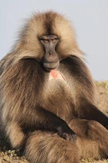 Gelada baboon (Theropithecus Gelada), Simien Mountains National Park, Amhara region, North Ethiopia, Africa