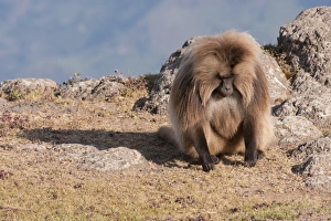 Gelada baboon (Theropithecus Gelada), Simien Mountains National Park, Amhara region, North Ethiopia, Africa