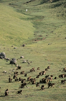 Simien National Park Prints: Gelada baboons, Simien Mountains National Park