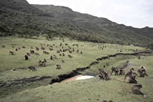 Gelada baboons, in the Simien Mountains National Park, Ethiopia, Africa