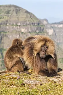Togetherness Prints: Gelada baboons (Theropithecus Gelada) grooming each other