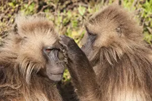 Gelada baboons (Theropithecus Gelada) grooming each other, Simien Mountains National Park, Amhara region, North Ethiopia, Africa