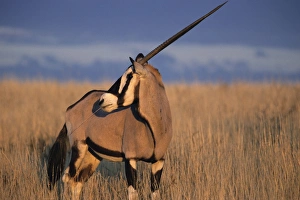 Facing Away Prints: Gemsbok (oryx)