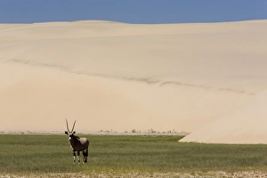 Gemsbok (Oryx gazella)