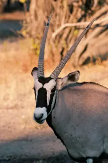 Portrait Prints: Gemsbok (Oryx gazella), Central Kalahari National Park, Botswana, Africa