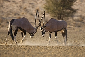 Images Dated 19th January 2000: Gemsbok (Oryx gazella gazella)