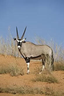 Images Dated 19th January 2000: Gemsbok (Oryx gazella gazella)