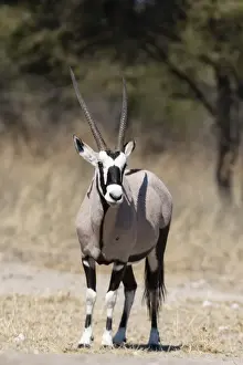 Horned Prints: Gemsbok (Oryx gazella), Kalahari, Botswana, Africa
