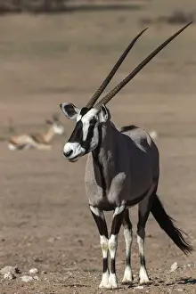 Gemsbok (Oryx gazella), Kgalagadi Transfrontier Park, South Africa, Africa