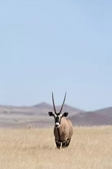 Images Dated 3rd May 2009: Gemsbok (Oryx gazella), Namib Desert, Namibia, Africa