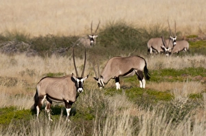 Damaraland Prints: Gemsbok (Oryx gazella), Palmwag Concession, Damaraland, Namibia, Africa