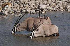 Refreshment Prints: Gemsbok oryx (Oryx gazella gazella), Etosha National Park, Namibia, Africa