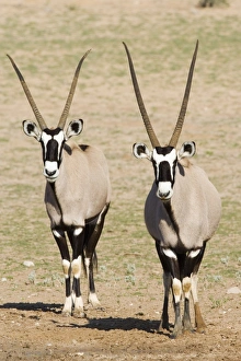 Two gemsbok (South African oryx) (Oryx gazella)