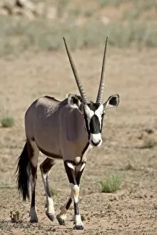 Images Dated 13th November 2006: Gemsbok or South African oryx (Oryx gazella), Kgalagadi Transfrontier Park