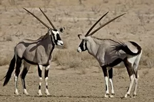 Images Dated 19th October 2007: Two gemsbok (South African oryx) (Oryx gazella) face to face, Kgalagadi Transfrontier Park