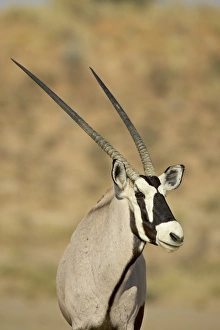 Images Dated 24th February 2007: Gemsbok (South African Oryx) (Oryx gazella), Kgalagadi Transfrontier Park