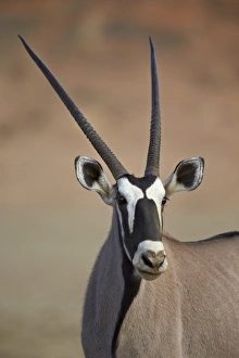 Portrait Prints: Gemsbok (South African oryx) (Oryx gazella)