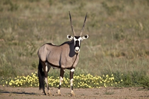 Male Animal Prints: Gemsbok (South African Oryx) (Oryx gazella) buck