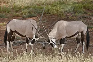 Two gemsbok (South African oryx) (Oryx gazella) sparring, Kgalagadi Transfrontier Park