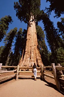 West Coast Prints: General Sherman tree
