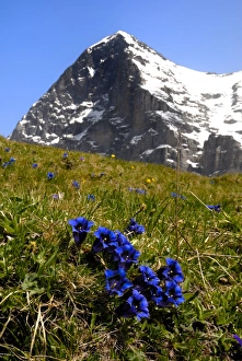 Images Dated 24th January 2000: Gentians, Alpine flowers in front of the Eiger