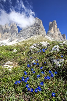 Sesto Prints: Gentians bloom around the Three Peaks of Lavaredo, Sesto, Dolomites, Trentino-Alto Adige