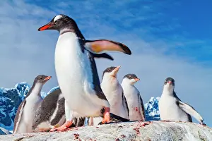 Antarctic Prints: Gentoo penguin adult with chicks in snowy environment displaying natural behavior in Antarctica during daylight hours