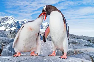 Beak Prints: Gentoo penguin adult feeding chick in Antarctica during the Southern Ocean summer