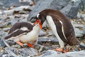 Antarctic Prints: Gentoo penguin adult feeds chick on rocky surface in Antarctica during the Southern Ocean summer