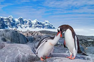 Antarctic Prints: Gentoo penguin adult feeds chick on rocky terrain in Antarctica under blue sky