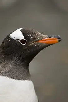 Aitcho Island Prints: Gentoo penguin, Aitcho Island, South Shetland Islands, Antarctica, Polar Regions