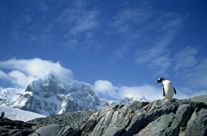 Gentoo Prints: Gentoo penguin, Antarctica, Polar Regions