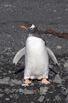 Gentoo penguin at Brown Bluff, Antarctic Peninsula, Antarctica, Polar Regions Gentoo penguin at Brown Bluff, Antarctic Peninsula, Antarctica, Polar Regions