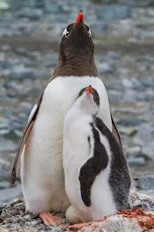 Antarctic Prints: Gentoo penguin cares for chick while sitting on nest with unviable egg in Antarctica