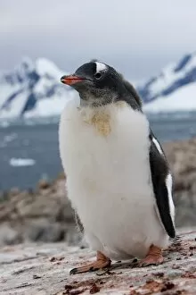 Images Dated 17th February 2009: Gentoo penguin chick (Pygoscelis papua papua), Port Lockroy, Antarctic Peninsula