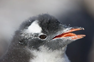 Images Dated 17th February 2009: Gentoo penguin chick (Pygoscelis papua papua), Port Lockroy, Antarctic Peninsula