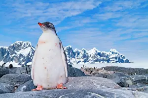 Feathers Prints: Gentoo penguin chick waits for food from adult in Antarctica