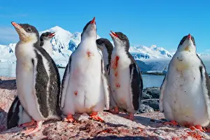 Antarctic Prints: Gentoo penguin chicks gather together in Antarctica waiting for parents to return with food