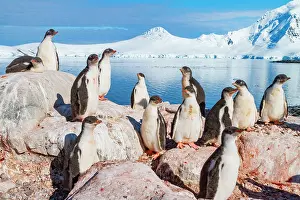 Adults Prints: Gentoo penguin chicks gathering by the water in Antarctica during the summer season