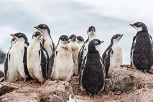 Young Animals Prints: Gentoo penguin chicks (Pygoscelis papua)