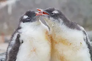 Season Prints: Gentoo penguin chicks squabble and play at their nest site in Antarctica during the breeding season