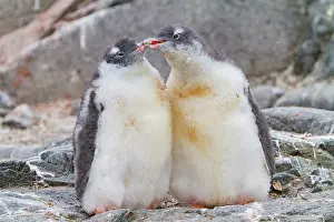 Antarctic Prints: Gentoo penguin chicks squabbling and interacting at their nest site in Antarctica